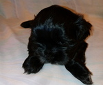 Puppy Riley Shih Tzu