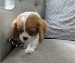Small #1 Cavalier King Charles Spaniel