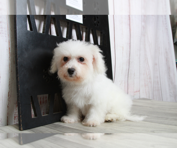 Medium Photo #5 Bichon Frise Puppy For Sale in MARIETTA, GA, USA
