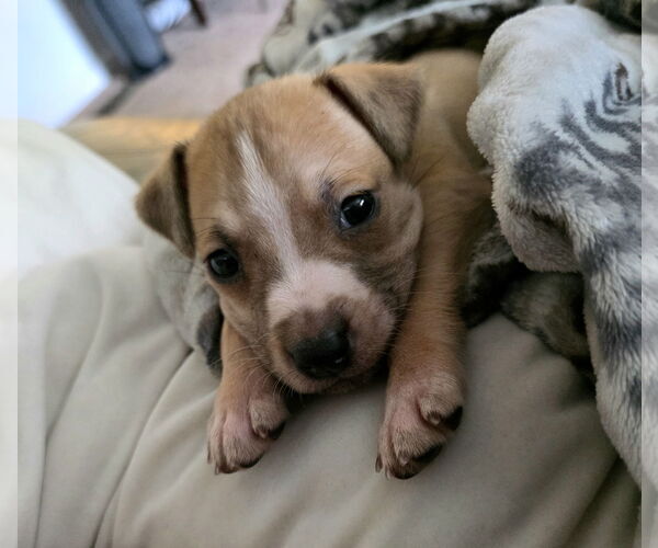 Medium Photo #6 Mutt Puppy For Sale in Holly Springs, NC, USA