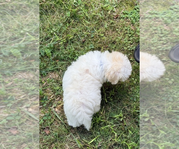 Medium Photo #3 Maltese-Poodle (Standard) Mix Puppy For Sale in MANASSAS PARK, VA, USA