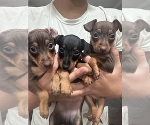 Miniature Pinscher Puppy for sale in BRISTOL, CT, USA