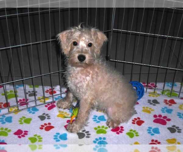 Medium Photo #6 Schnoodle (Miniature) Puppy For Sale in ORO VALLEY, AZ, USA
