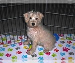 Small #5 Schnoodle (Miniature)
