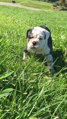 Olde English Bulldogge Puppy for sale in DUNDEE, OH, USA