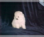 Small Photo #5 Pomeranian Puppy For Sale in APPLE VALLEY, CA, USA