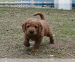 Small Photo #1 Labradoodle Puppy For Sale in ANACONDA, MT, USA