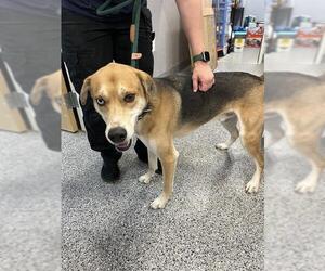Mutt Dogs for adoption in Palmetto, FL, USA