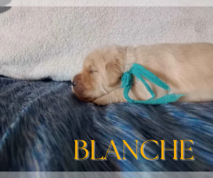 Golden Retriever Puppy for sale in ARIZONA CITY, AZ, USA