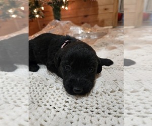 Labradoodle Puppy for sale in WILLIAMSTOWN, KY, USA