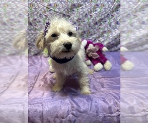 Maltipoo Puppy for sale in LANCASTER, MO, USA