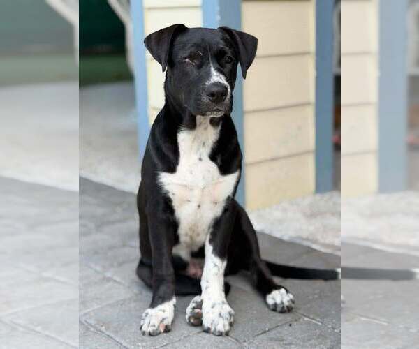 Medium Photo #4 Labsky Puppy For Sale in Elmsford, NY, USA