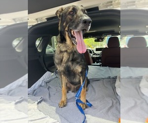 German Shepherd Dog Dogs for adoption in Plantation, FL, USA