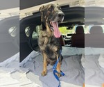 Small German Shepherd Dog