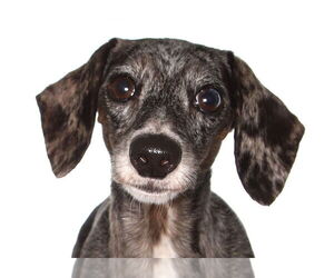 Dachshund-Unknown Mix Dogs for adoption in Oakland Park, FL, USA