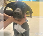Small #2 Labrador Retriever-Retriever  Mix