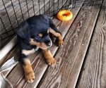 Small Photo #3 Rottweiler Puppy For Sale in BRUCE, FL, USA