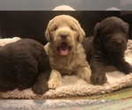 Small Photo #18 Labradoodle Puppy For Sale in FLORENCE, TX, USA