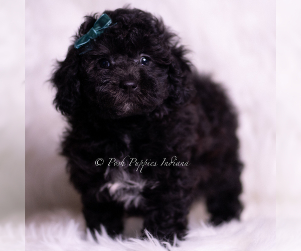Medium Photo #91 Poodle (Miniature) Puppy For Sale in WARSAW, IN, USA