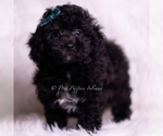Small Photo #91 Poodle (Miniature) Puppy For Sale in WARSAW, IN, USA