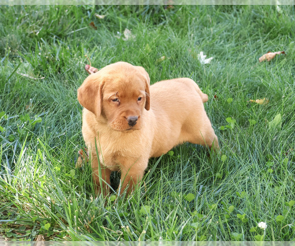 Medium Photo #5 Labrador Retriever Puppy For Sale in SYRACUSE, IN, USA