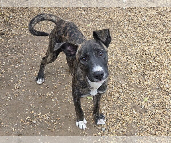 Medium Photo #4 Mountain Cur-Unknown Mix Puppy For Sale in Anniston, AL, USA