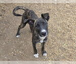 Small #3 Mountain Cur Mix