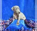 Small Photo #3 Italian Greyhound Puppy For Sale in NORWOOD, MO, USA