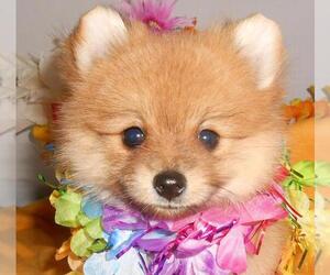 Pomeranian Puppy for sale in HAMMOND, IN, USA