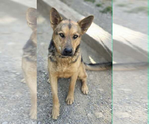 Medium Photo #2 German Shepherd Dog-Unknown Mix Puppy For Sale in Woodsfield, OH, USA