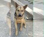 Small Photo #2 German Shepherd Dog-Unknown Mix Puppy For Sale in Woodsfield, OH, USA