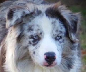 Father of the Miniature Australian Shepherd puppies born on 11/09/2022