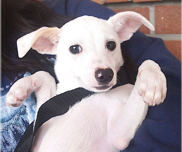 Medium Photo #3 Chihuahua Puppy For Sale in Carrollton, TX, USA