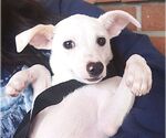 Small #2 Chihuahua
