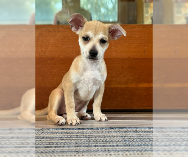 Medium Photo #2 Chihuahua-Unknown Mix Puppy For Sale in Brooklyn Center, MN, USA