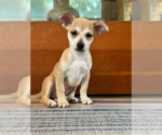 Small #1 Chihuahua Mix