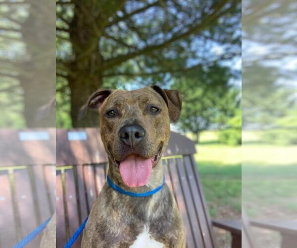 Medium Photo #1 American Pit Bull Terrier-Unknown Mix Puppy For Sale in Front Royal, VA, USA
