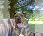Small American Pit Bull Terrier Mix