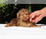 Small #1 Yorkiepoo mix (+ Poodle Toy)