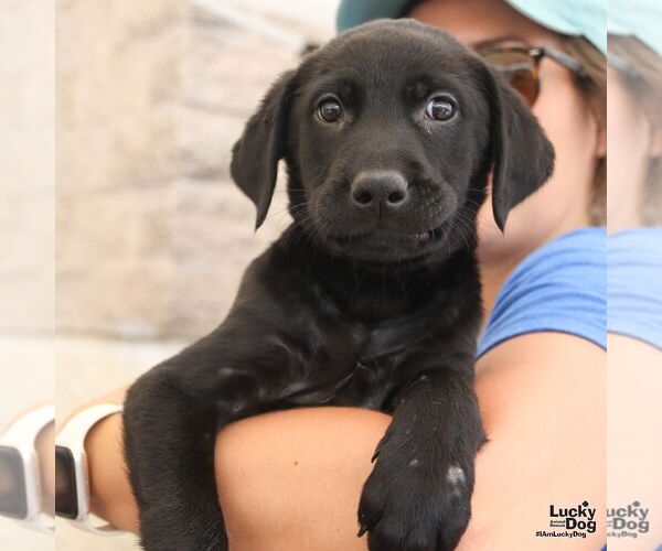 Medium Photo #2 Labrador Retriever-Unknown Mix Puppy For Sale in Washington, DC, USA