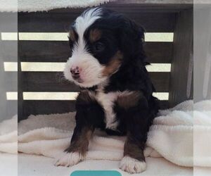 Bernedoodle-Poodle (Miniature) Mix Puppy for sale in FORT PLAIN, NY, USA