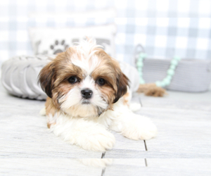 Shih Tzu Puppy for sale in MARIETTA, GA, USA