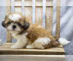 Puppy Sawyer Shih Tzu