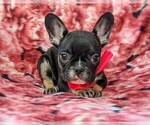 Small Photo #2 French Bulldog Puppy For Sale in CLAY, PA, USA