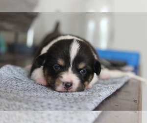 Pembroke Welsh Corgi Puppy for sale in FAIR GROVE, MO, USA