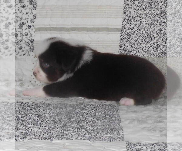 Medium Photo #12 Miniature Australian Shepherd Puppy For Sale in HARRISON, OH, USA