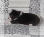 Small #11 Miniature Australian Shepherd