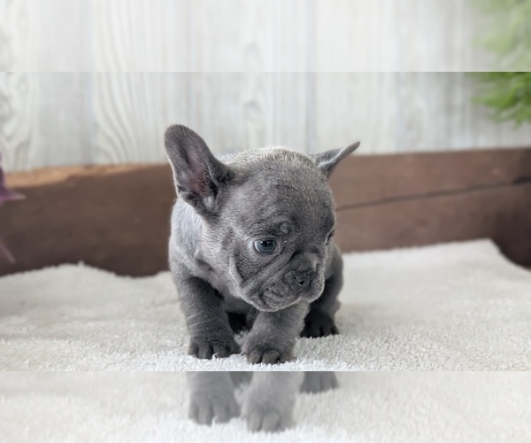 Medium Photo #8 French Bulldog Puppy For Sale in GOSHEN, IN, USA