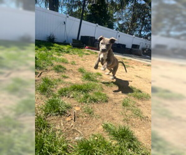 Medium Photo #3 Mutt Puppy For Sale in Jackson Township, NJ, USA