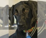Small #3 Great Dane